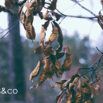 Tips for moving house in Autumn